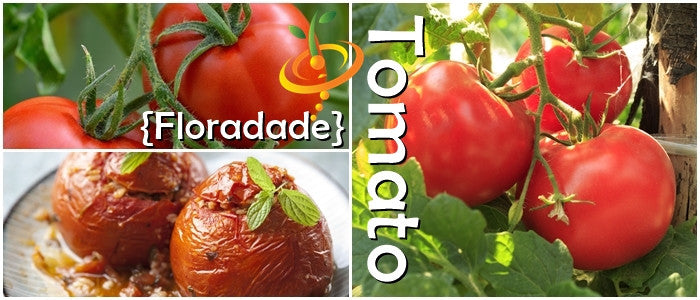 Tomato - Floradade [DETERMINATE].