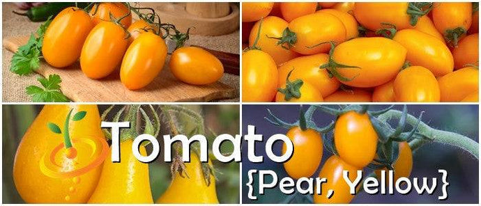 Yellow Pear Tomato Seeds | Close-up of ripe yellow pear tomatoes on the vine and cutting board