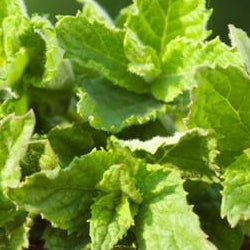 Mint - Peppermint Seeds at SeedsNow.com