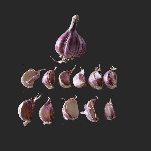 Garlic - (Hard Neck) Persian Star - SeedsNow.com