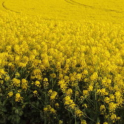 Cover Crop