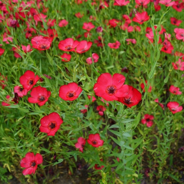 Flowers - Flax, Scarlet - SeedsNow.com