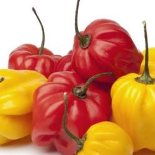 Pepper (Hot) - Scotch Bonnet, Red  🔥🔥🔥 - SeedsNow.com