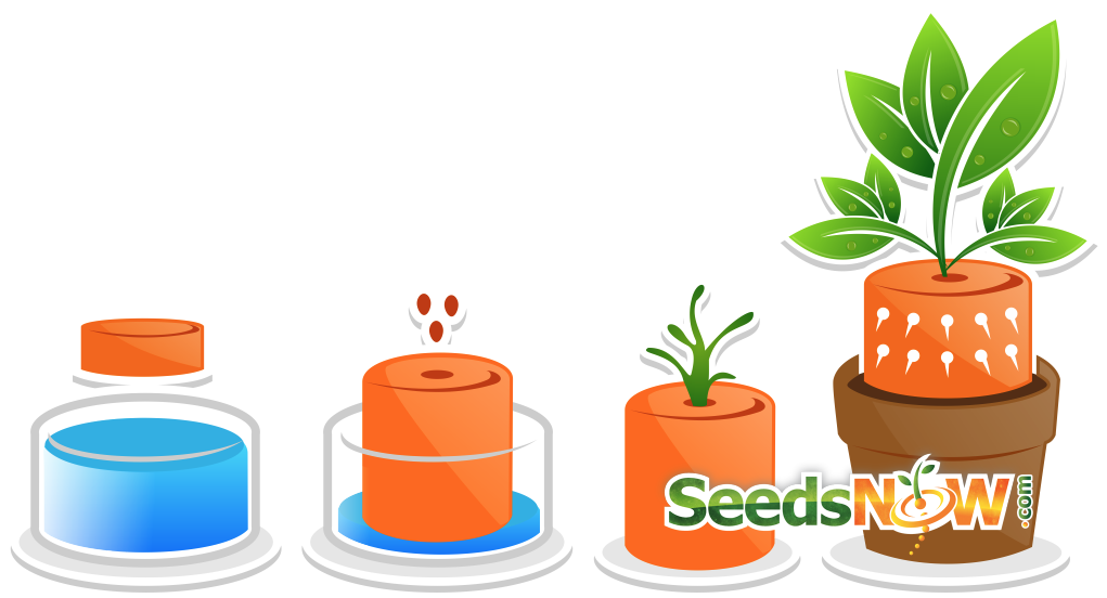 Illustration of seed starter kit growth stages with soil pod, seed planting, sprouting, and growing plant in pot