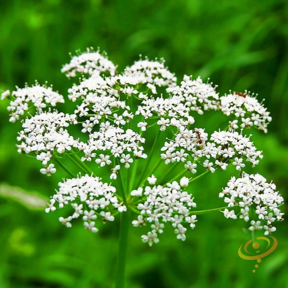 where to buy star anise seeds for planting Anise Seeds (Aniseed)