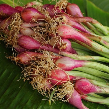Onion