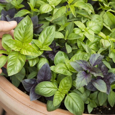 basil potting mix Basil Herb Mix Seeds