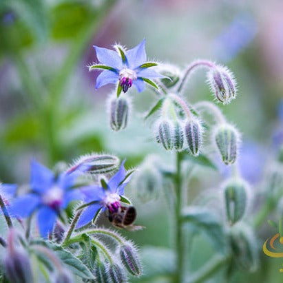 gokarna flower seeds Borage (Starflower) Flower seeds