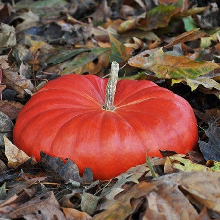pumpkin seeds for garden Pumpkin