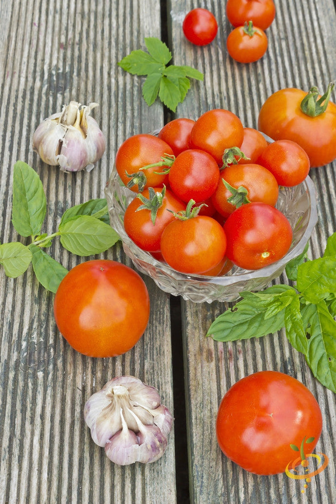 Indeterminate Abraham Lincoln tomato plant seeds from SeedsNow, showing lush green foliage and developing tomato fruits.