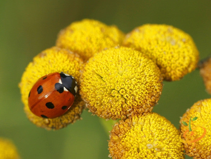 Tansy seeds – SeedsNow.com
