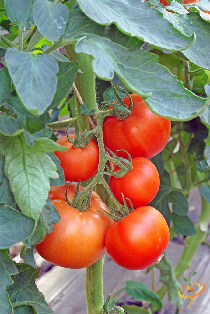 Indeterminate Abraham Lincoln tomato seeds from SeedsNow, showing vibrant young tomato plants ready for planting.