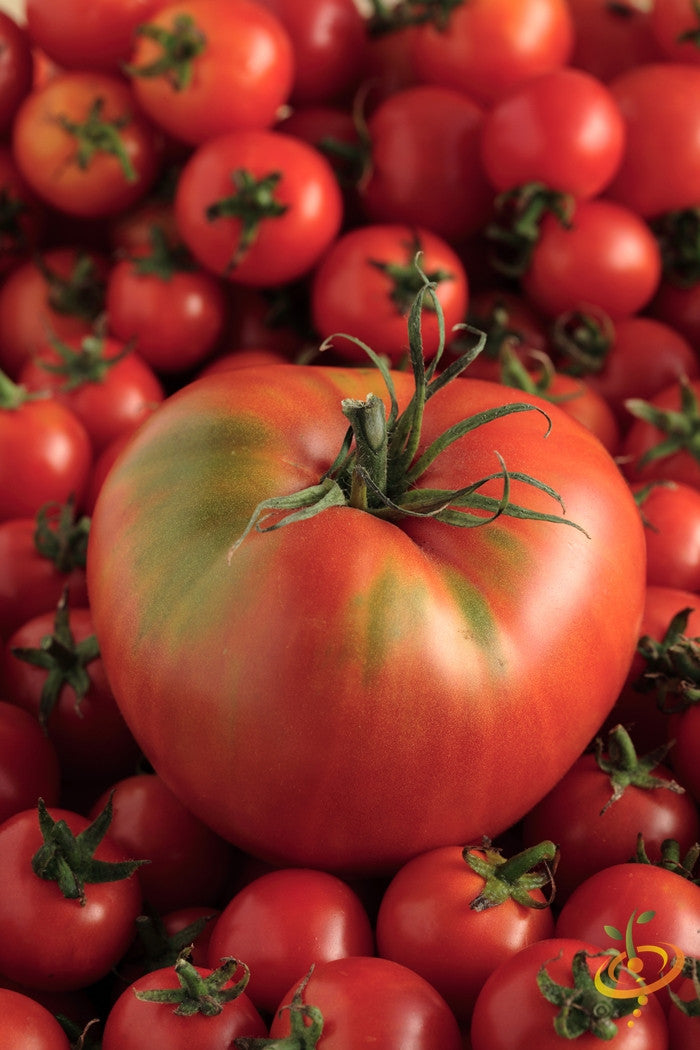 Mortgage Lifter Tomato Seeds  (100% Heirloom/Non-Hybrid/Non-GMO)