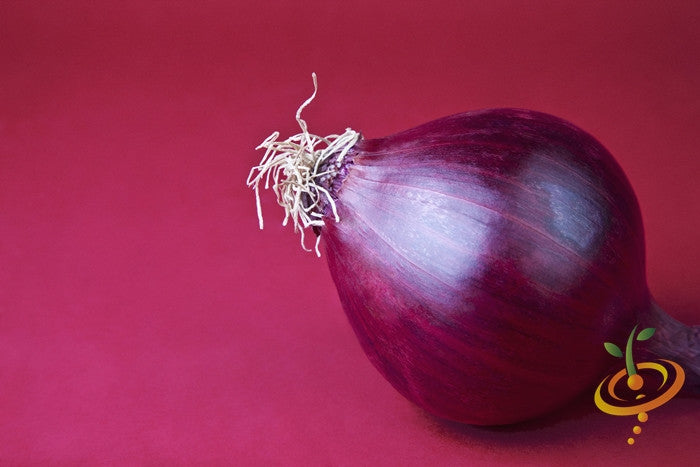 Onion - Grano, Red (Short Day) - SeedsNow.com