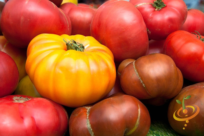 Tomato - Beefsteak, Yellow (Indeterminate) – SeedsNow.com