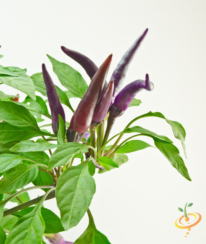 Pepper - Cayenne, Purple.