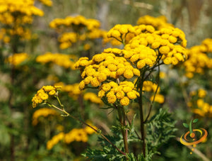 tansy flower seeds Tansy seeds – SeedsNow.com