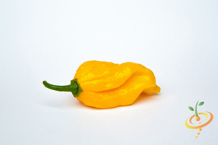 Pepper (Hot) - Devil's Tongue, Yellow 🔥🔥🔥🔥🔥 - SeedsNow.com