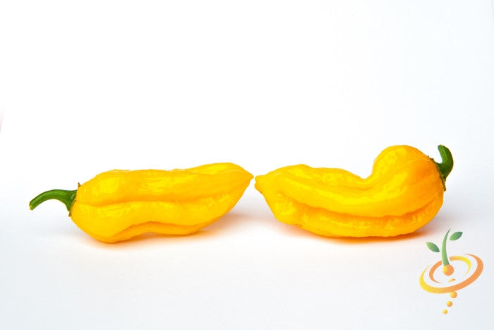 Buy Yellow Devil's Tongue hot pepper seeds online from the USA now