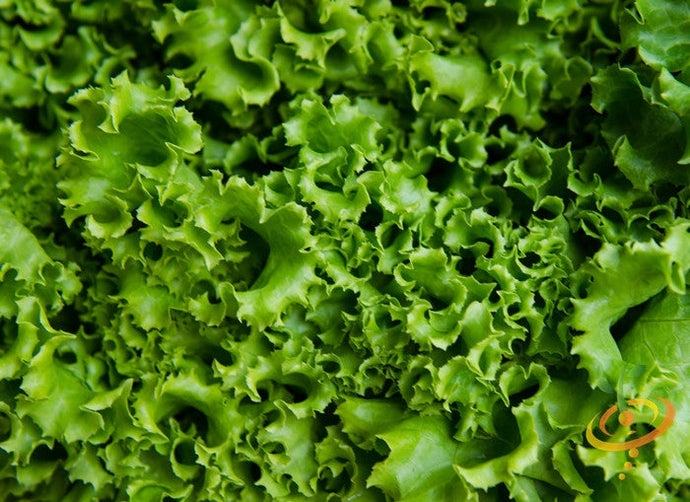 Fresh green Ice lettuce leaves grown from SeedsNow Green Ice lettuce seeds, showcasing crisp, vibrant leafy greens.