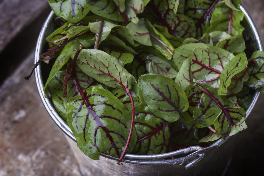 500+ Heirloom Large Leaf Sorrel Seeds - Non-GMO, Perennial Herb, Easy To Grow
