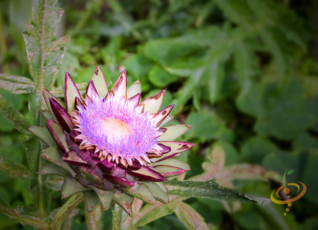 Where to Buy Cardoon (Purple Artichoke Thistle) seeds - SeedsNOW.com