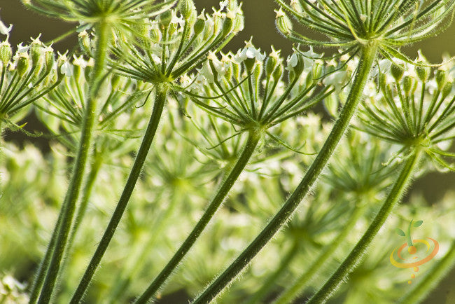 anise seed plant Anise Seeds (Aniseed)