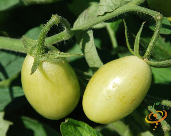 Tomato - Green Grape (Indeterminate) seeds – SeedsNow.com