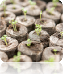 Seed starter kit with organic soil pods and sprouting seedlings