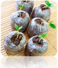 Seed starter kit with seedlings sprouting in soil pods on wooden surface