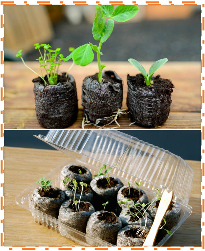 Seed starter kit with seedlings in soil pods and plastic container for indoor planting