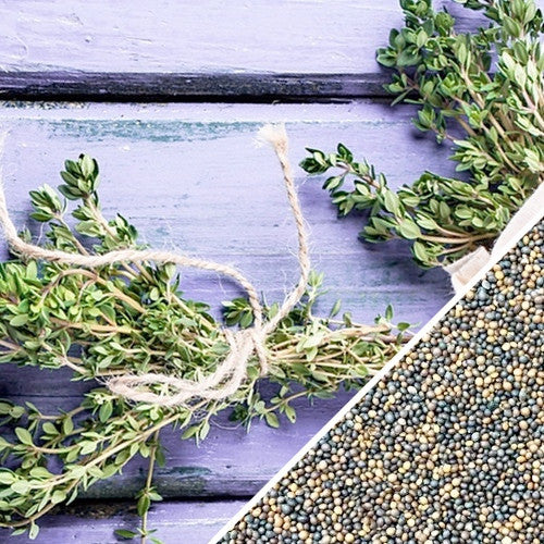 Buy Thyme Vulgaris herb seeds for sale online in the USA! Aromatic
