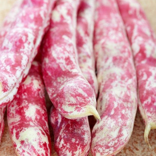 SeedsNow Tongue of Fire Bush Bean - Thumbnail 3