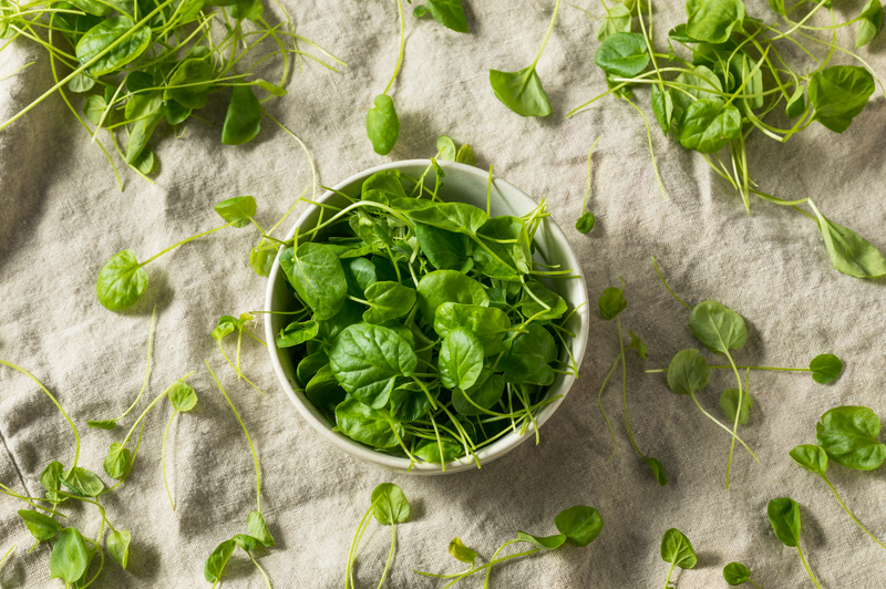 Garden cress: small seed with big benefits - Complete Wellbeing