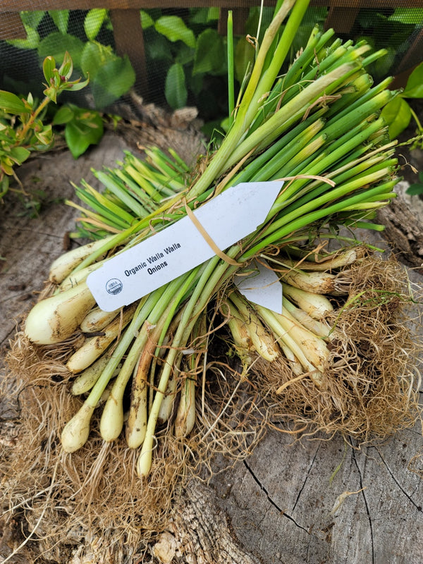 Onion (Transplants) - OG WALLA WALLA (Long Day) - SeedsNow.com