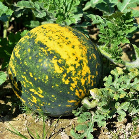 Red-flesh Watermelon seeds from SeedsNow featuring moon and stars pattern on the packaging.