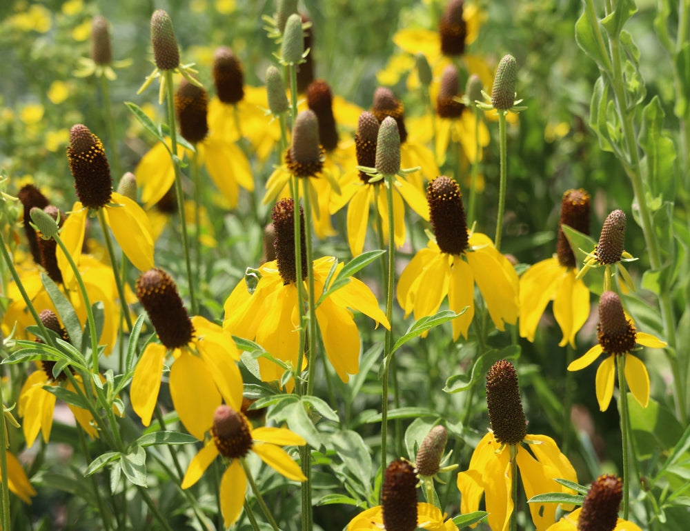 Coneflower, Yellow Prairie (Mexican Hat) Flower seeds – SeedsNow.com
